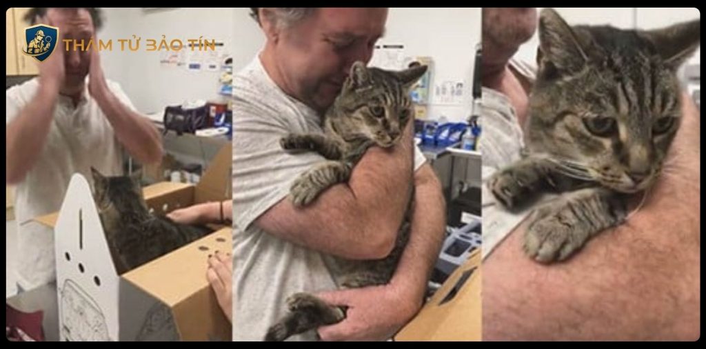 dịch vụ thám tử tìm thú cưng