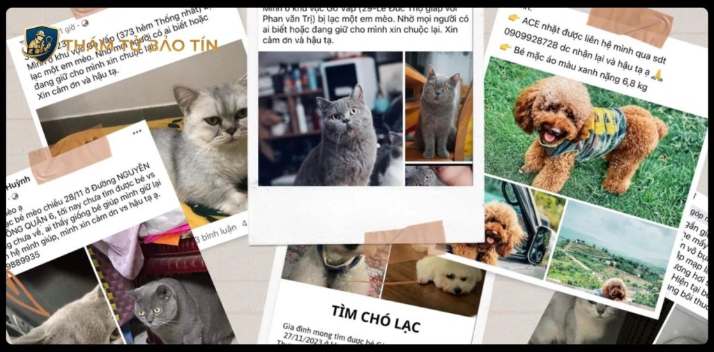 dịch vụ thám tử tìm thú cưng